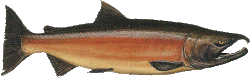 salmon logo
